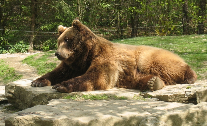 Braunb&auml;r