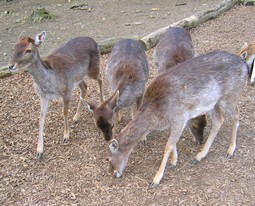 Rehe